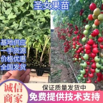 粉贝贝小西红柿苗圆形圣女果番茄苗口感好高产