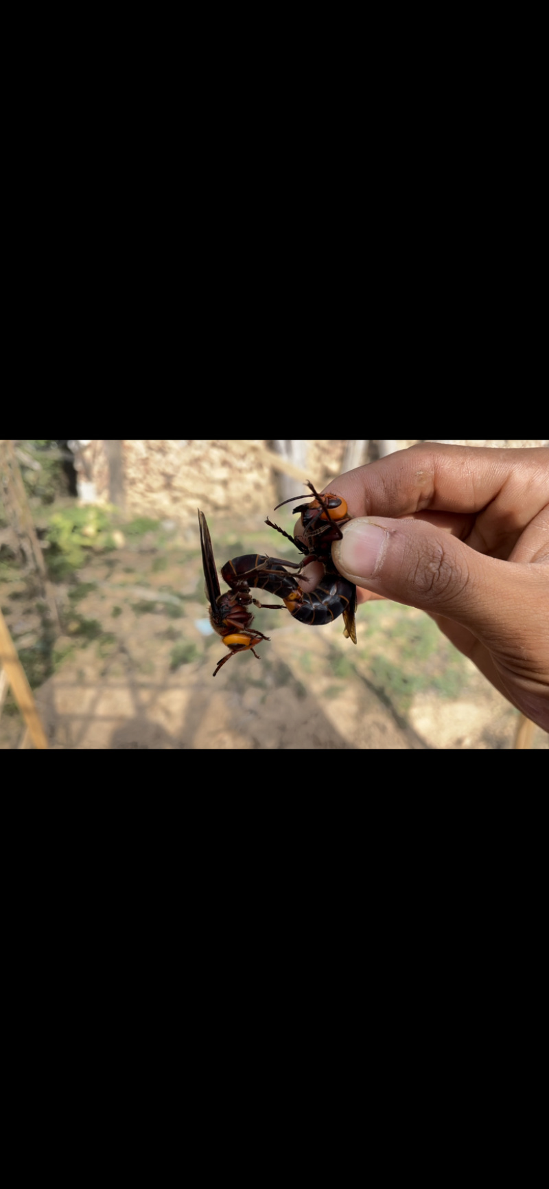 早期冬后虎头蜂优质蜂王别名大土蜂红红娘