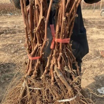 河北葡萄苗不分品种葡萄苗基地发货包成活率