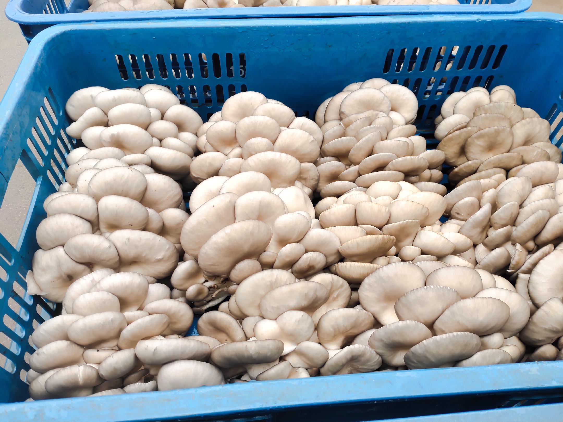 黄平菇在市场中被新鲜采摘的场景