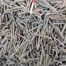 金叶榆接穗