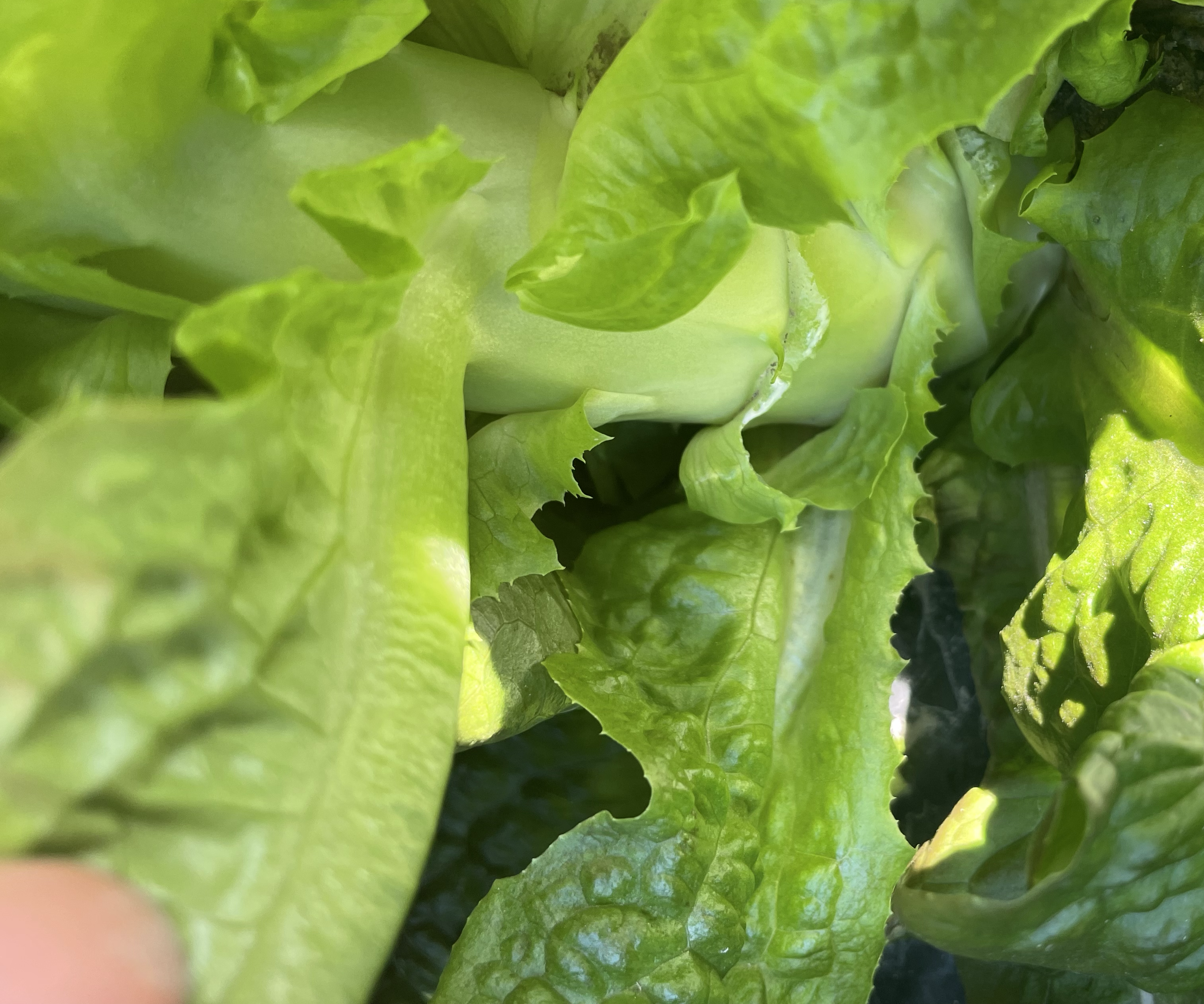 莴笋叶特写结构图