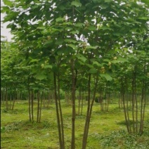 青桐