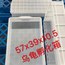 甲鱼，乌龟孵化塑料箱，水产储物箱