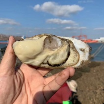 生蚝精品1件代发5斤/件乳山生蚝可以生吃的牡蛎
