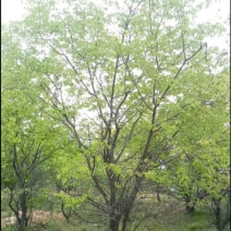 山杏树