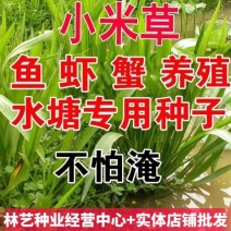 小米草种子养殖水草鱼虾蟹雀叶稗湖南稷子牧草种子水草喂鱼