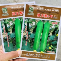 油亮型丝瓜种子楚玉香5号丝瓜杂交早熟瓜皮油绿色香味浓