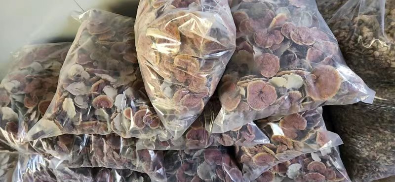 一条全自动灵芝切片生产线正在运行,机械臂将干燥赤灵芝送入滚刀式切割机,出口处连续输出厚度一致的圆形薄片,落入传送带送往包装区。工人身穿洁净服进行质量抽检,背景有‘SC认证’标识和温湿度监控屏幕 现代化灵芝加工车间中的自动切片生产线