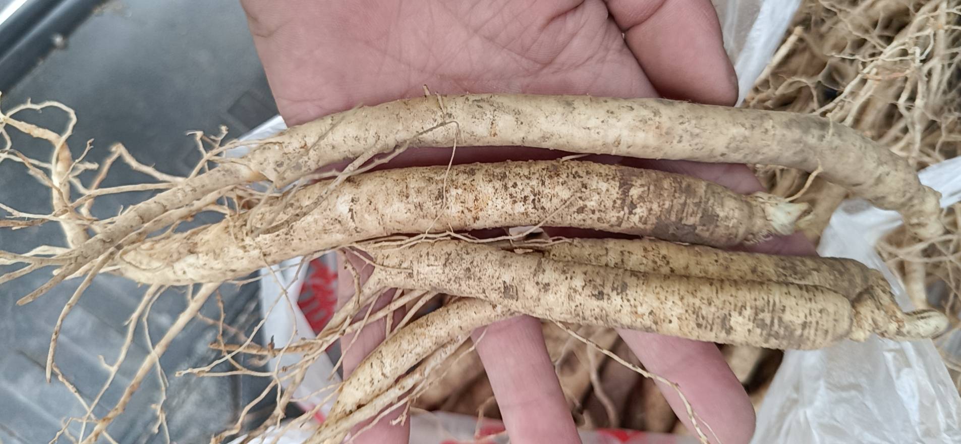 图中展示完整的西洋参主根与其细长的参须部分,清晰对比两者的外观差异 西洋参主根与参须对比图