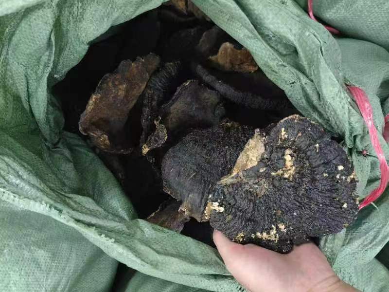 西藏竹灵芝成品展示