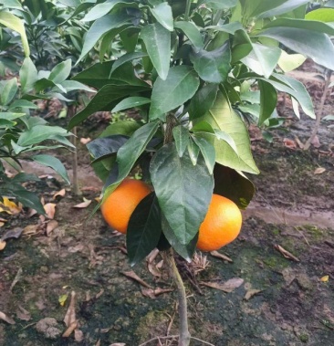 [红美人柑橘苗批发]浙江象山红美人果冻橙爱媛28树苗价格5.