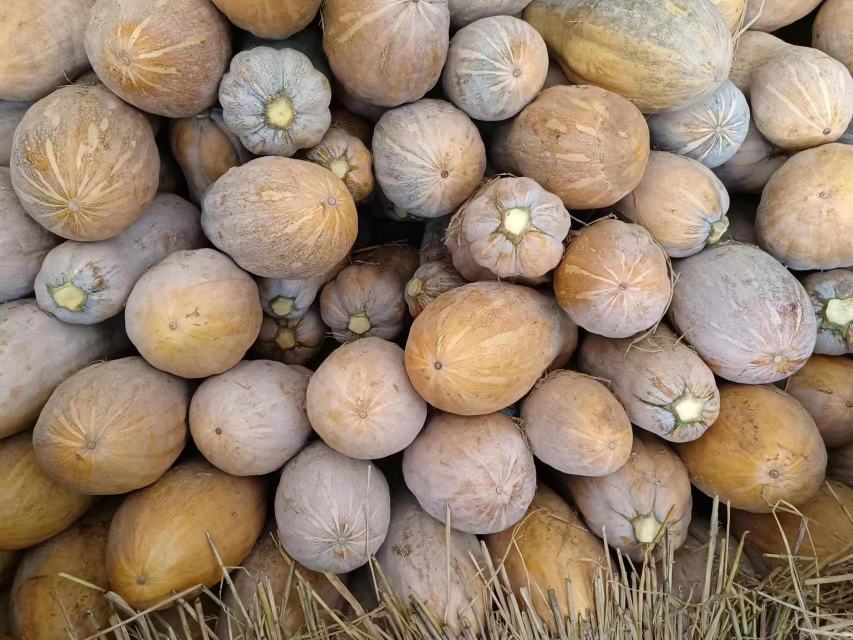 两名消费者在农贸市场用手掂量两个大小相近的老南瓜,其中一个明显更重;背景有摊位上堆放的蜜本南瓜和红栗南瓜,标签注明‘老南瓜’字样;画面突出表现‘手感压手’的挑选细节 老南瓜称重对比图