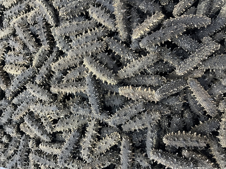 冰岛红极参与辽参外形对比图,展示两者在颜色、体型、纹理上的差异 冰岛红极参与辽参外形对比