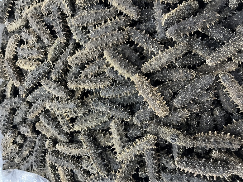 展示新鲜辽参与传统淡干辽参的外观对比:左侧为刚出库的保鲜辽参,呈深褐色,肉刺挺立,表面湿润有光泽;右侧为完全脱水的淡干辽参,体积缩小约70%,颜色转为灰黑色,质地坚硬 辽参与干制辽参对比图