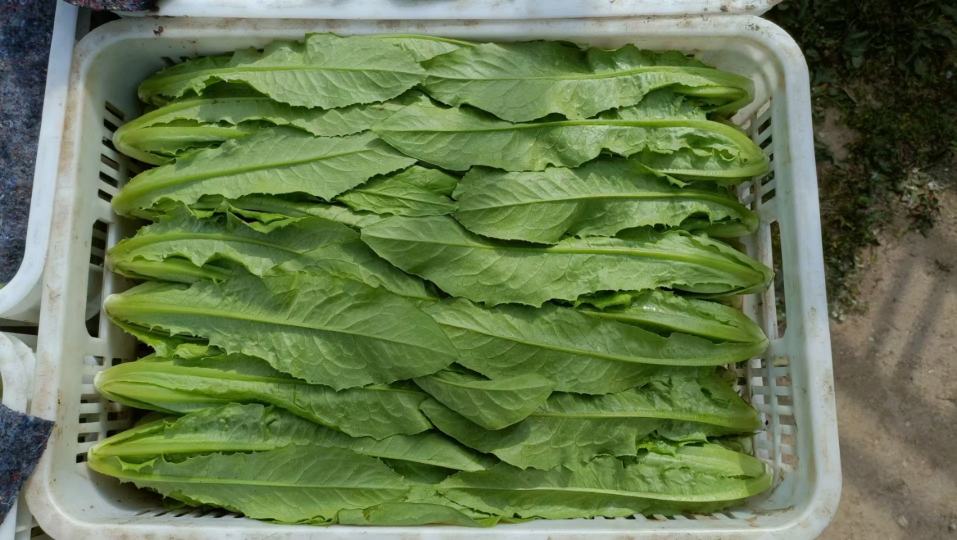 油麦菜凉拌成品图