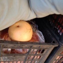 我想卖元黄梨