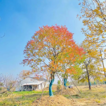 乌桕，独景。点缀，水景，主景，树的高度在8～9米