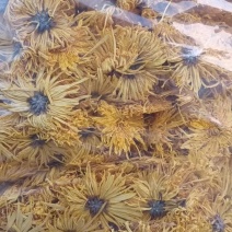 菊花品种金丝菊，婺源黄，大坂菊，休宁黄大量供应