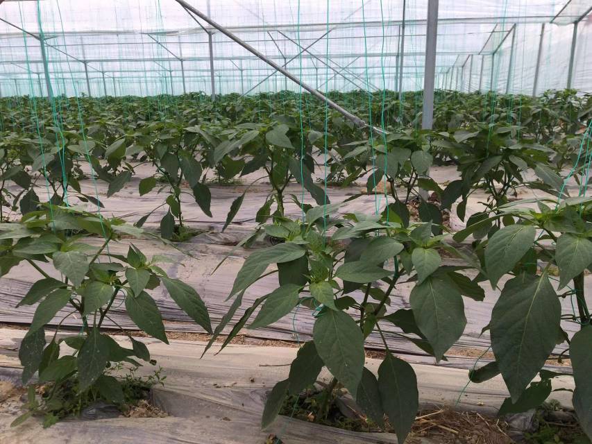 螺丝椒植株与新鲜果实特写