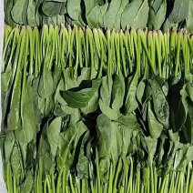 山东菠菜精品菠菜大量有货产地直供一手活跃代发全国欢