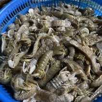 满黄皮皮虾