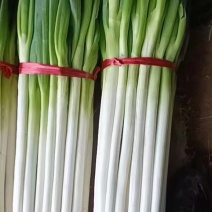 刚葱基地直供质量保证一手货源诚信经营欢迎采购