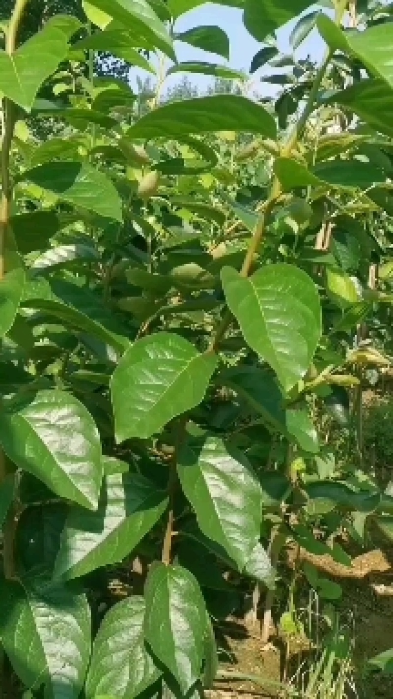 山东临沂沂南县黑枣苗 20.00元/棵山东无籽大个