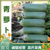 萝卜，水果萝卜，潍县萝卜，薄皮脆甜，对接电商，加工工厂