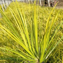 金叶石菖蒲基地规格齐全大量供应量大价优