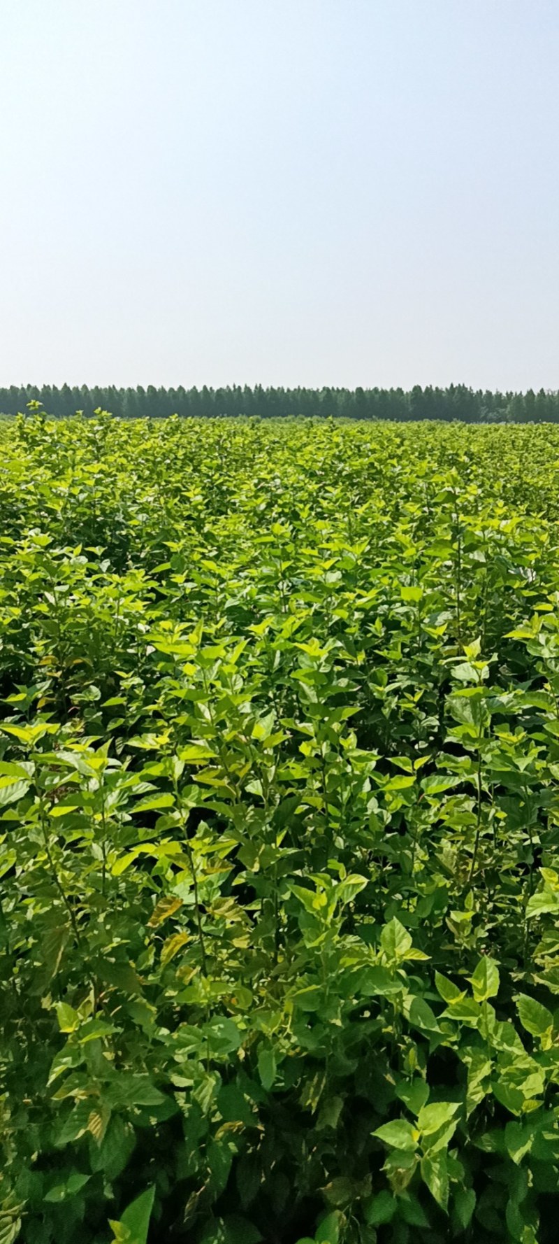 江苏盐城阜宁县桑树苗 0