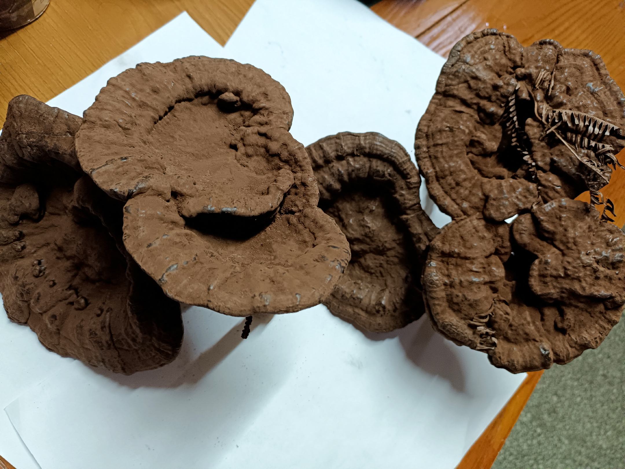 展示灵芝主要活性成分的化学结构模型。左侧为β-(1→3)-D-葡聚糖的线性链式结构,标注关键糖单元连接位点;右侧为两种典型三萜分子:ganoderic acid A(来自黑灵芝)与lucidenic acid N(来自红灵芝),采用球棍模型呈现,突出羧基与羟基官能团位置。背景为浅蓝色科技风,下方配有中文注释标签 灵芝多糖与三萜类化合物分子结构示意图