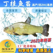 【2023新苗】丁桂鱼鱼苗欧洲丁鱥鱼苗丁桂鱼水花供应