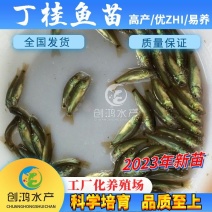 【2023新苗】欧洲丁鱥鱼苗丁桂鱼苗丁桂鱼水花