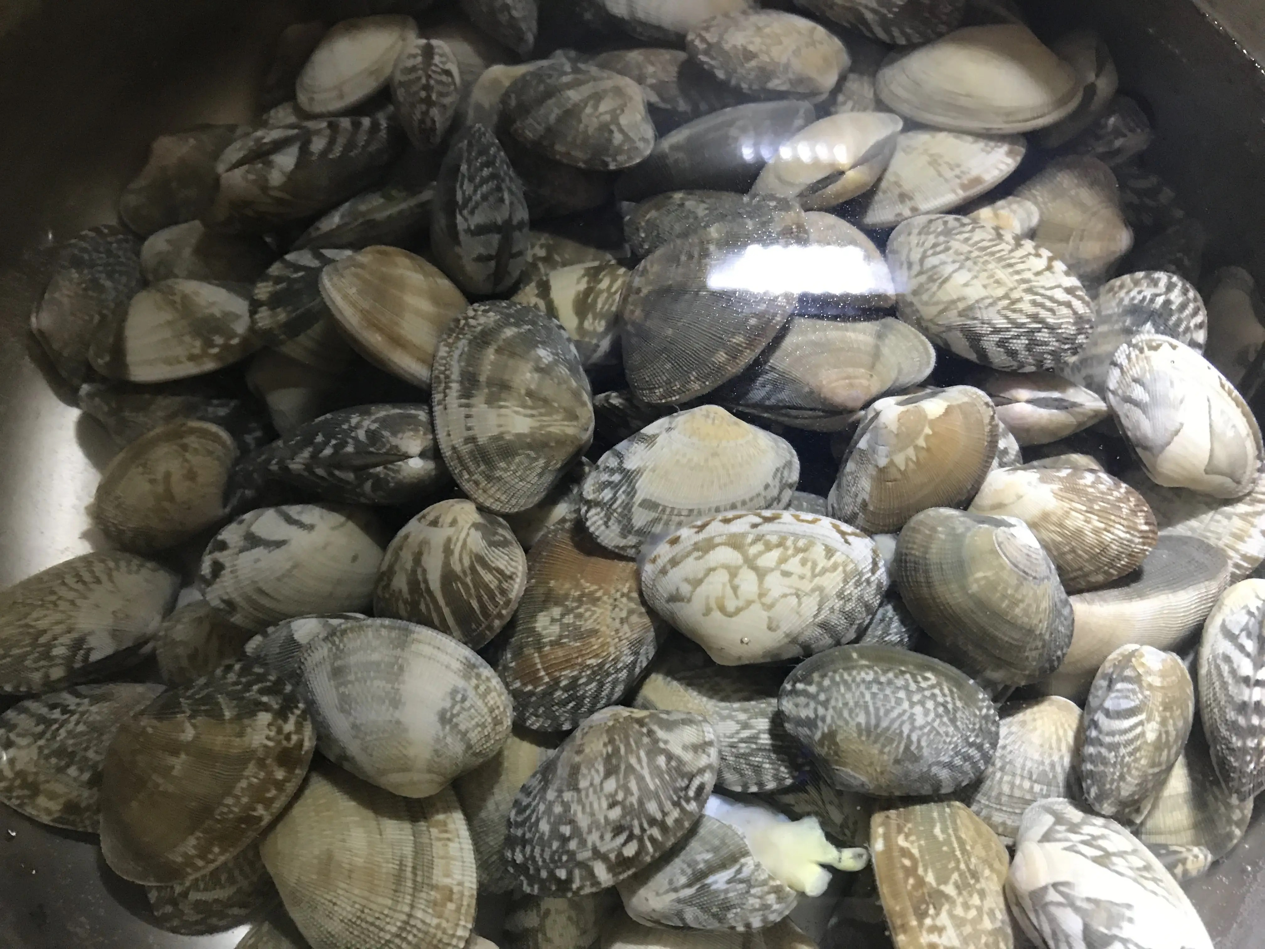 新鲜花蛤外壳呈灰褐色带紫斑,表面有清晰生长纹,部分已开口吐沙,置于竹篮中铺满,背景为海边渔村清晨场景,阳光洒落,体现原产地生态 花蛤特写