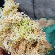 水苔，大量上市货源充足，量大价优，欢迎各地老板采购