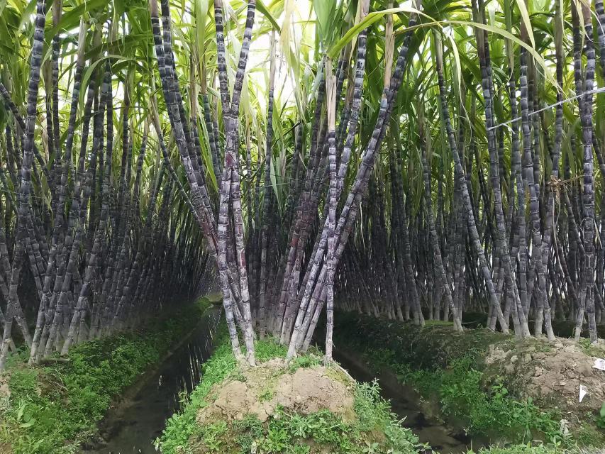 一片整齐生长的高产线椒新品种试验田,植株健壮,叶片浓绿,果实细长顺直,挂果密集,呈现良好的群体结构,背景为春季晴朗天气下的大棚环境 高产线椒新品种田间长势图