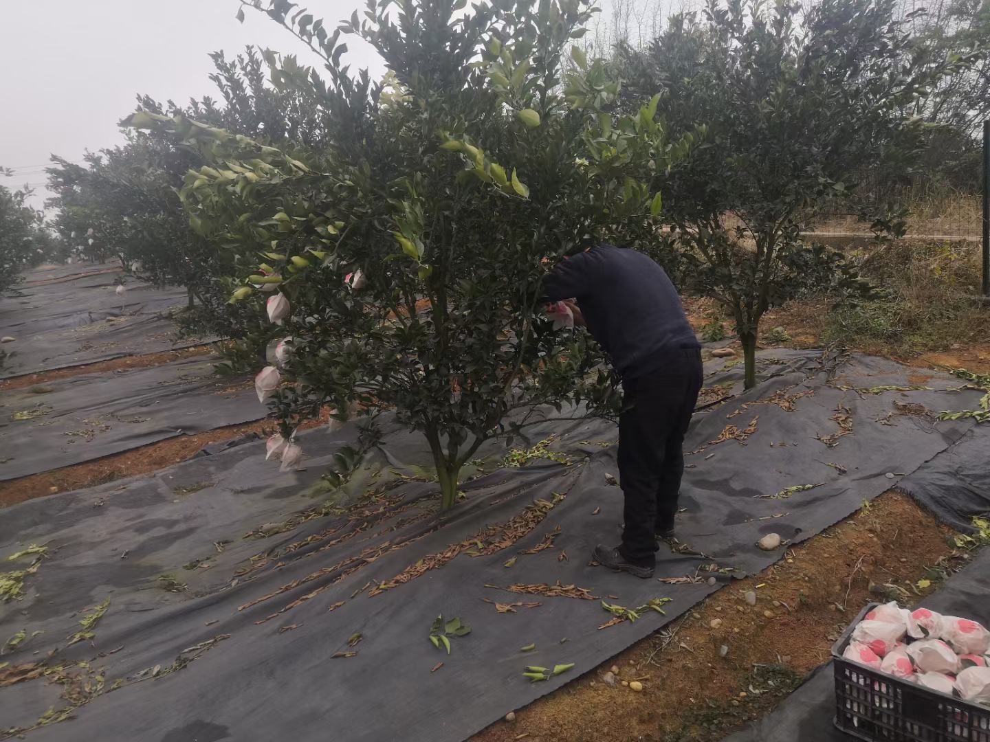清晨阳光下,身穿反光背心的果农正在东坡区果园中手工采摘成熟的春见柑桔,使用专用剪刀保留果蒂,身旁放置塑料筐,地面铺设防摔网,展现精细化采收流程 眉山果农采摘柑桔场景