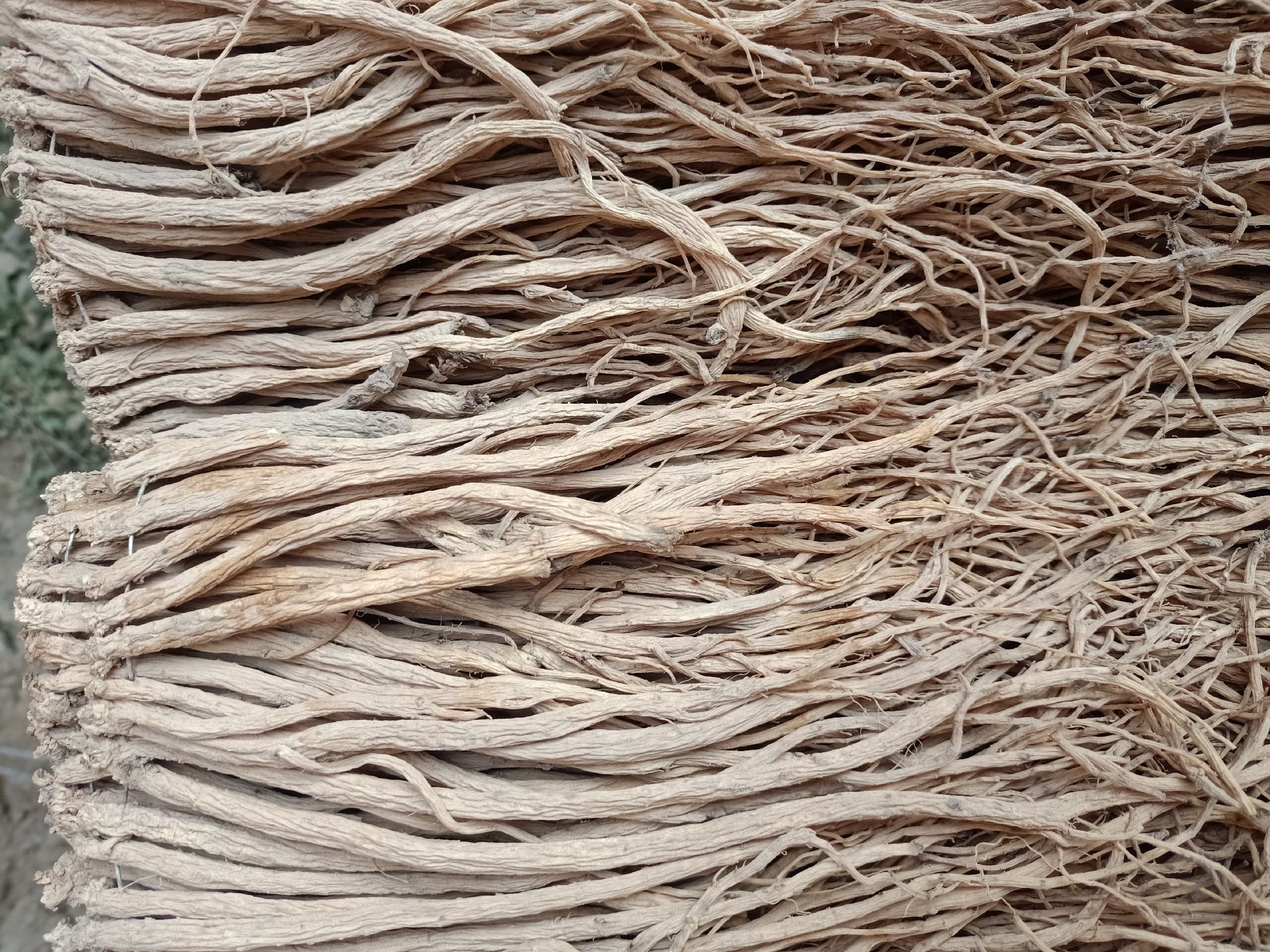 中药材人参党参配伍图