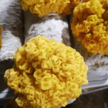 金耳菌鲜货大量供应，产地直发，一手货源，可视频看货，