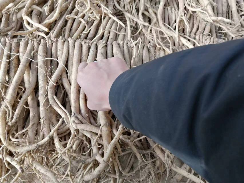 北沙参药材展示图