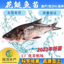 【2023新苗】鳙鱼苗大头鱼苗花鲢鱼苗四大家鱼出售