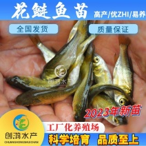 【2023新苗】鳙鱼苗大头鱼苗花鲢鱼苗花鲢水花出售