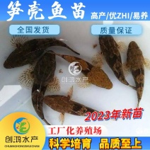 【2023新苗】泰国笋壳鱼苗杂交笋壳鱼苗云斑尖塘鳢