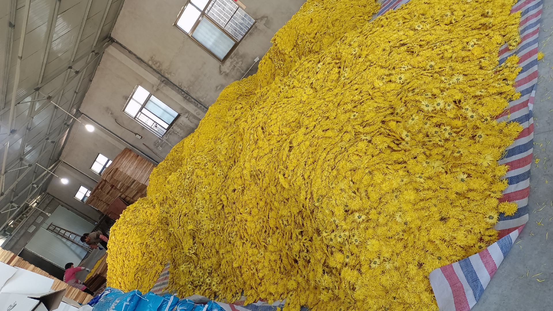 金丝皇菊茶密封罐装,旁边配有干燥剂,放置于木质架子上 金丝皇菊茶包装与保存示意图