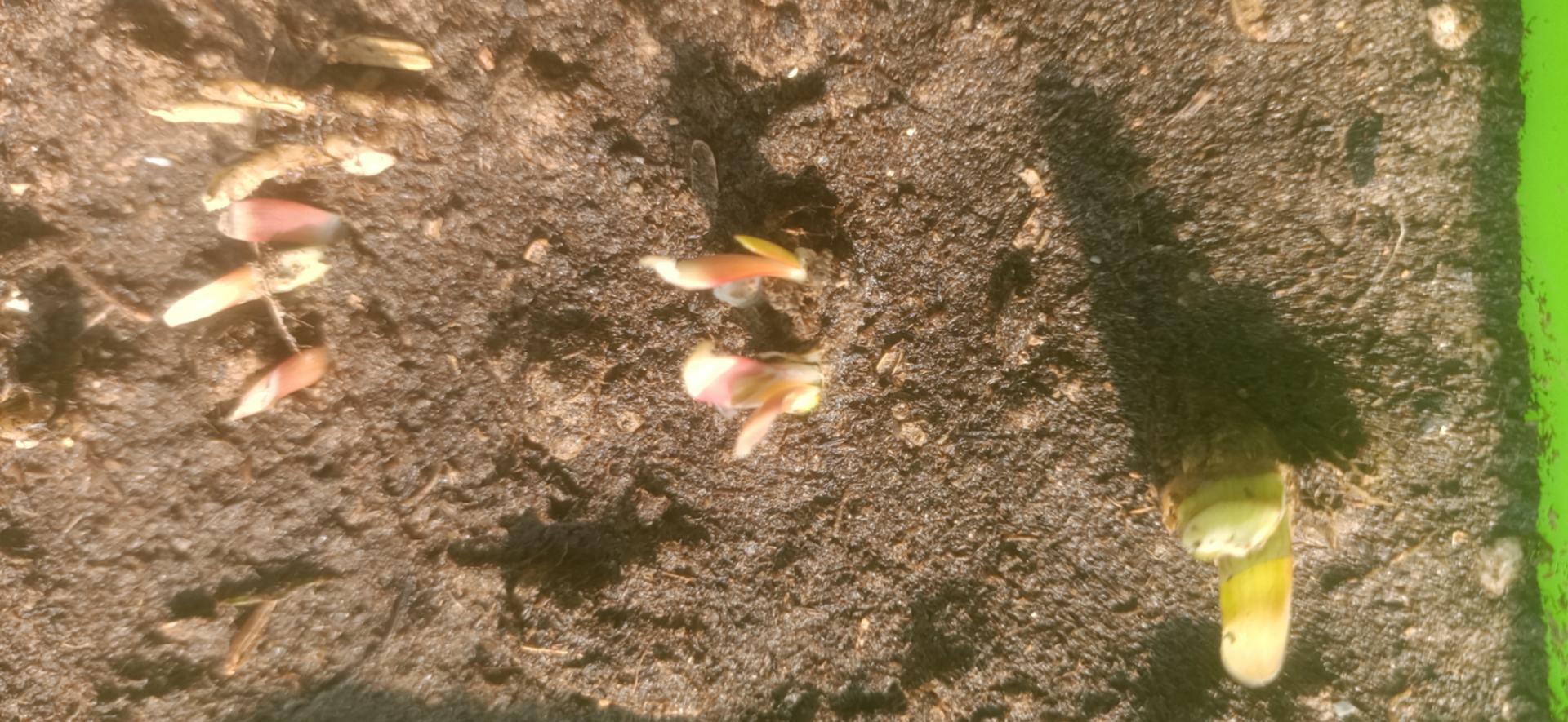 韭菜种子与幼苗对比图