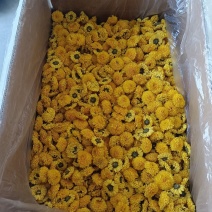 菊花茶金丝皇菊徽州皇菊黄山贡菊，大货批发