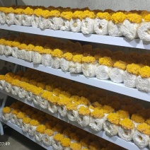 厂家直销新鲜金耳菌食用菌