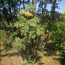 水榆花楸