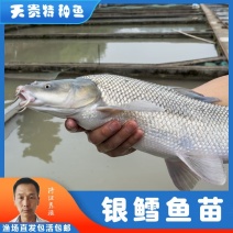 四川眉山灰眼银鳕鱼基地直发规格齐全品质佳